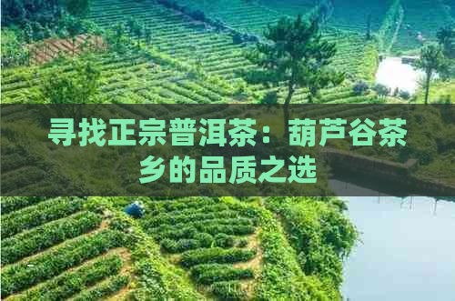 寻找正宗普洱茶：葫芦谷茶乡的品质之选