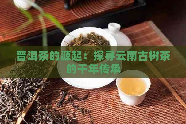 普洱茶的源起：探寻云南古树茶的千年传承