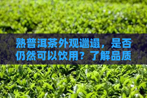 熟普洱茶外观邋遢，是否仍然可以饮用？了解品质与保存方法的全面指南