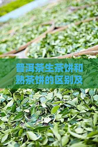 普洱茶生茶饼和熟茶饼的区别及功效解析