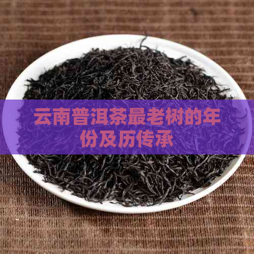 云南普洱茶最老树的年份及历传承