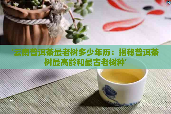 '云南普洱茶最老树多少年历：揭秘普洱茶树更高龄和最古老树种'