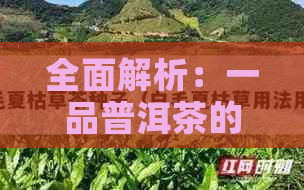 全面解析：一品普洱茶的价格构成与市场趋势