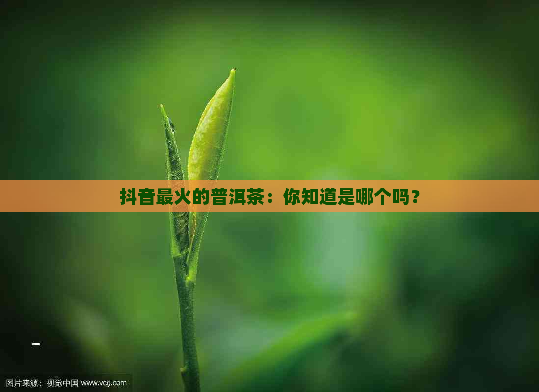 抖音最火的普洱茶：你知道是哪个吗？