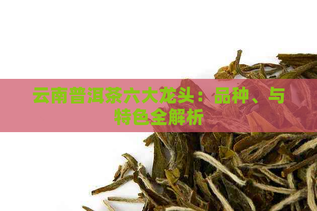 云南普洱茶六大龙头：品种、与特色全解析