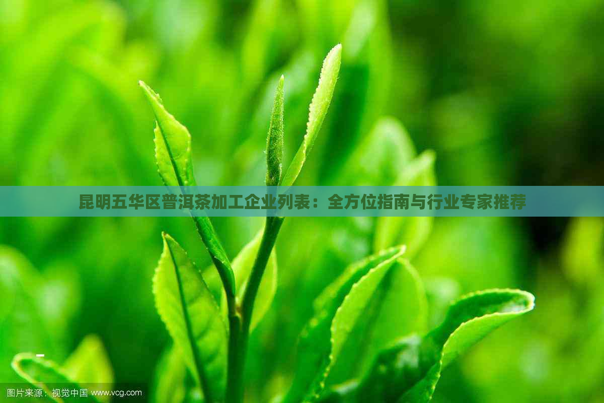 昆明五华区普洱茶加工企业列表：全方位指南与行业专家推荐