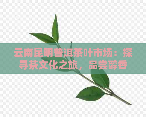 云南昆明普洱茶叶市场：探寻茶文化之旅，品尝醇香古树茶，领略茶马古道风情