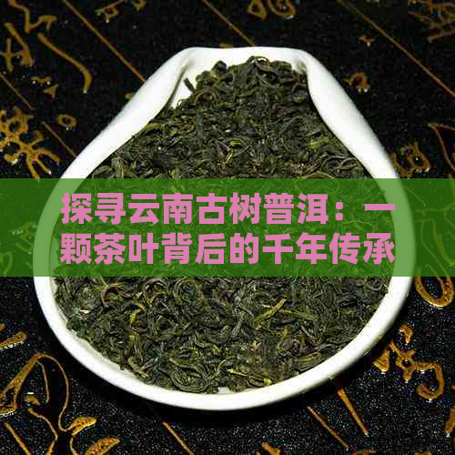 探寻云南古树普洱：一颗茶叶背后的千年传承与文化