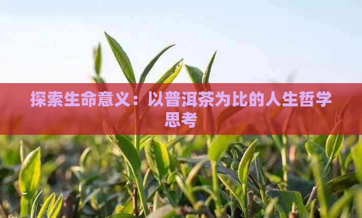 探索生命意义：以普洱茶为比的人生哲学思考