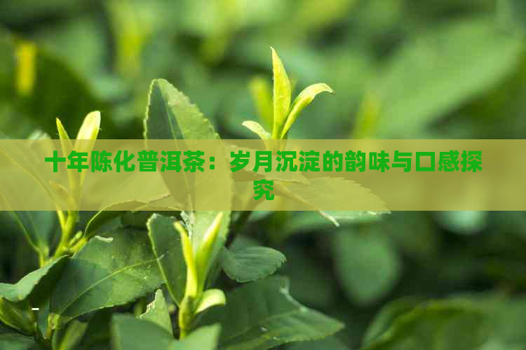 十年陈化普洱茶：岁月沉淀的韵味与口感探究