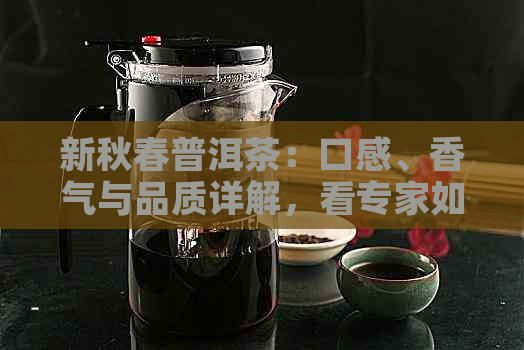 新秋春普洱茶：口感、香气与品质详解，看专家如何评价这款好喝的茶叶