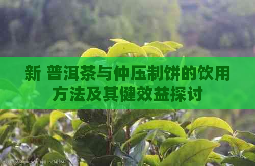 新 普洱茶与仲压制饼的饮用方法及其健效益探讨