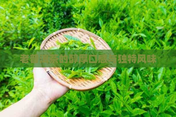 老普洱茶的醇厚口感与独特风味