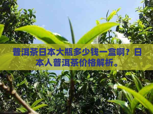 普洱茶大瓶多少钱一盒啊？人普洱茶价格解析。