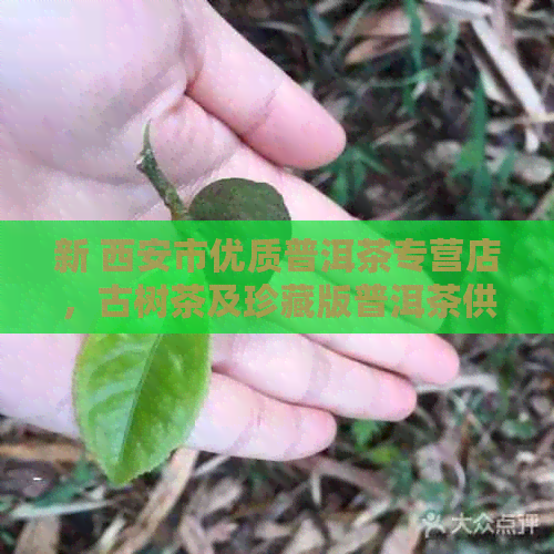 新 西安市优质普洱茶专营店，古树茶及珍藏版普洱茶供应商