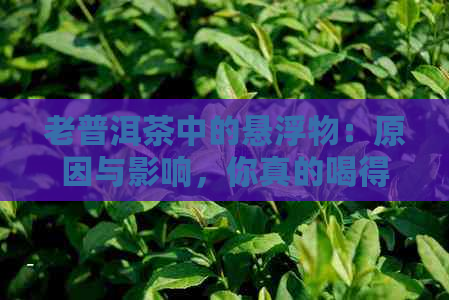 老普洱茶中的悬浮物：原因与影响，你真的喝得安心吗？