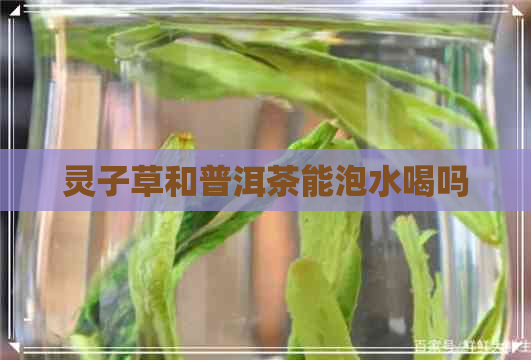 灵子草和普洱茶能泡水喝吗