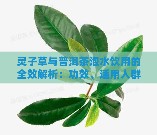 灵子草与普洱茶泡水饮用的全效解析：功效、适用人群及注意事项