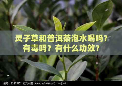 灵子草和普洱茶泡水喝吗？有吗？有什么功效？