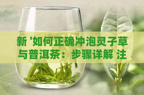 新 '如何正确冲泡灵子草与普洱茶：步骤详解 注意事项'