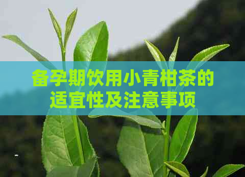 备孕期饮用小青柑茶的适宜性及注意事项