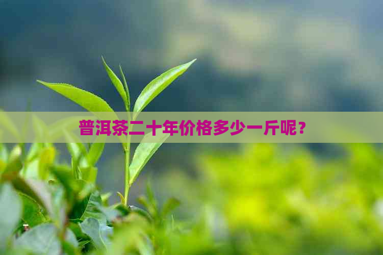 普洱茶二十年价格多少一斤呢？