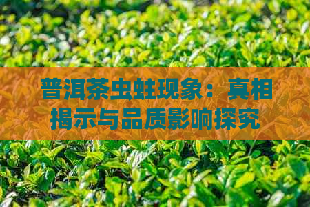 普洱茶虫蛀现象：真相揭示与品质影响探究