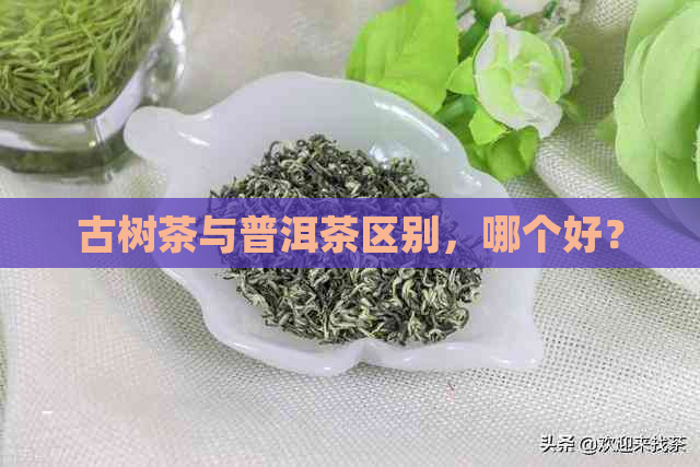 古树茶与普洱茶区别，哪个好？