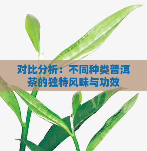 对比分析：不同种类普洱茶的独特风味与功效