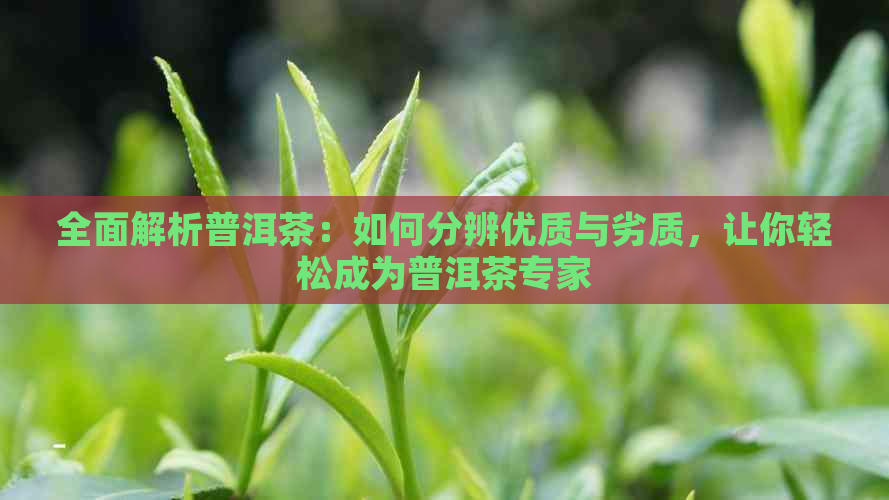 全面解析普洱茶：如何分辨优质与劣质，让你轻松成为普洱茶专家