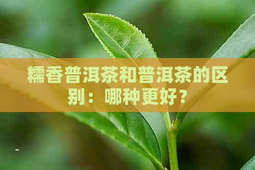 糯香普洱茶和普洱茶的区别：哪种更好？