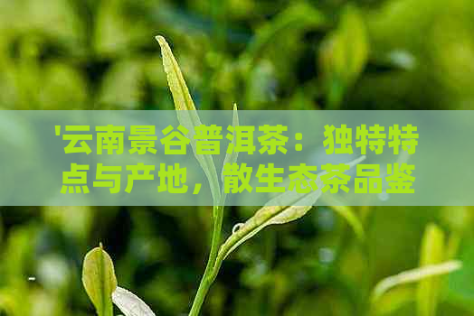 '云南景谷普洱茶：独特特点与产地，散生态茶品鉴，最新价格表'