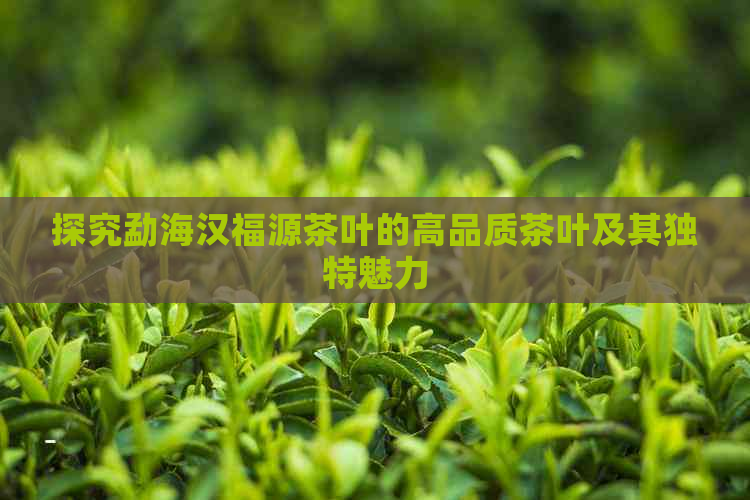 探究勐海汉福源茶叶的高品质茶叶及其独特魅力