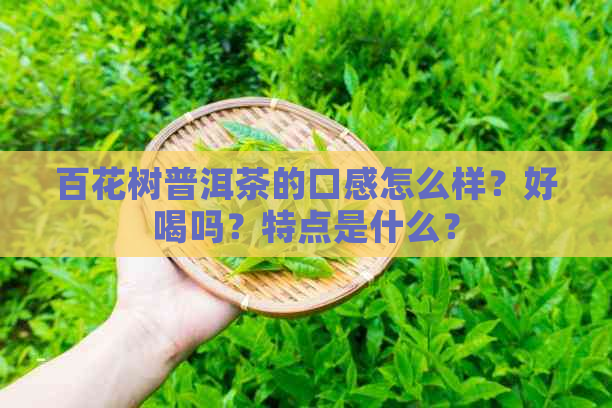 百花树普洱茶的口感怎么样？好喝吗？特点是什么？