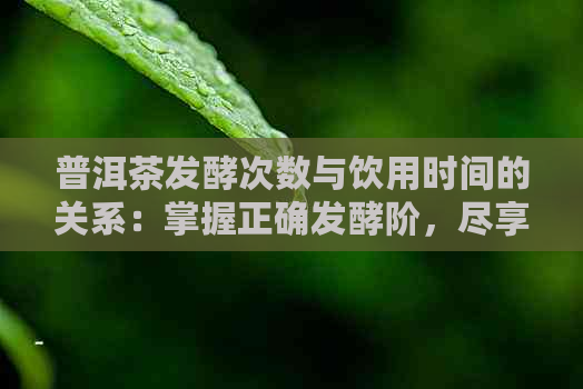 普洱茶发酵次数与饮用时间的关系：掌握正确发酵阶，尽享茶香醇厚