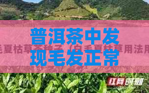 普洱茶中发现毛发正常吗？了解原因和如何鉴别