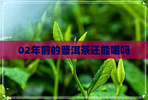 02年前的普洱茶还能喝吗