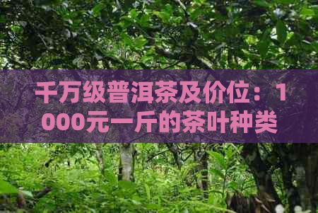 千万级普洱茶及价位：1000元一斤的茶叶种类与档次解析