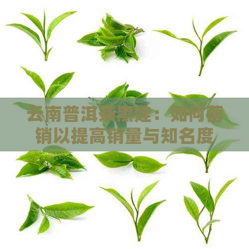 云南普洱茶黑娃：如何营销以提高销量与知名度