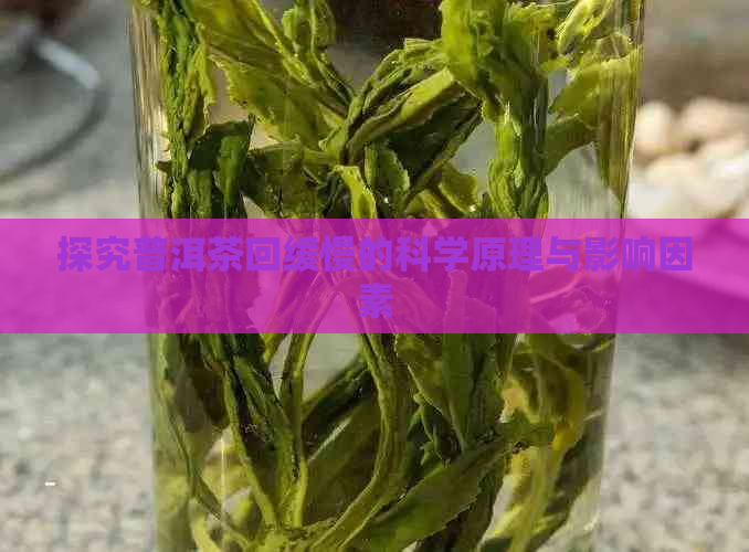 探究普洱茶回缓慢的科学原理与影响因素