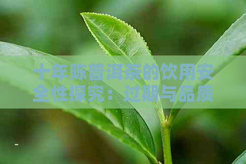 十年陈普洱茶的饮用安全性探究：过期与品质孰重？