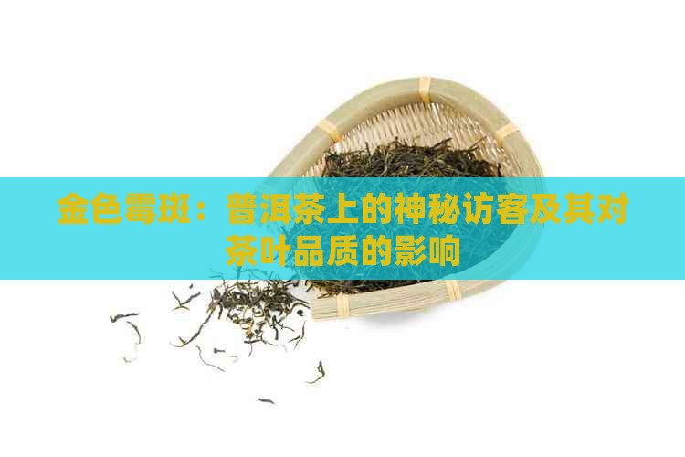 金色霉斑：普洱茶上的神秘访客及其对茶叶品质的影响