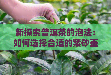 新探索普洱茶的泡法：如何选择合适的紫砂壶及配料