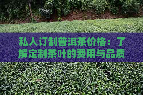 私人订制普洱茶价格：了解定制茶叶的费用与品质