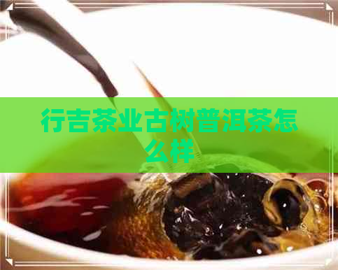 行吉茶业古树普洱茶怎么样