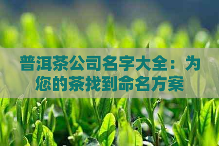 普洱茶公司名字大全：为您的茶找到命名方案