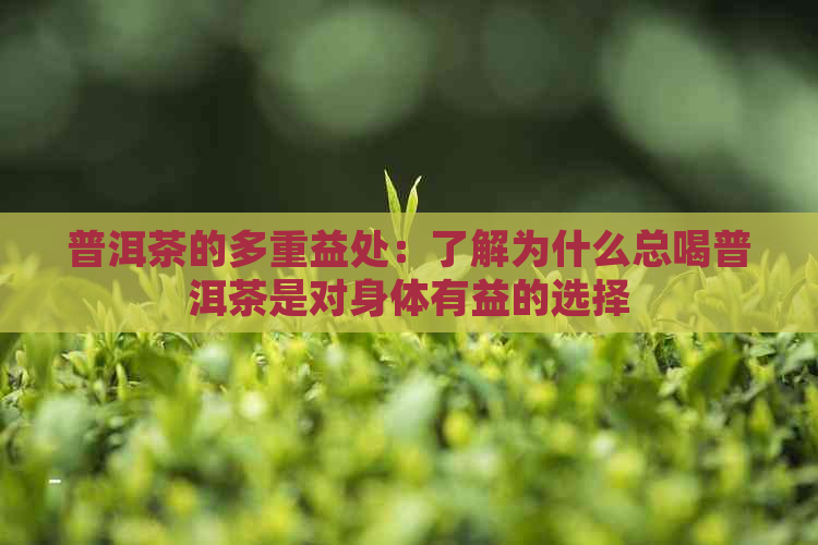 普洱茶的多重益处：了解为什么总喝普洱茶是对身体有益的选择