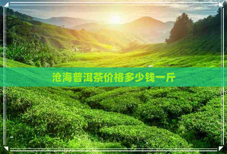 沧海普洱茶价格多少钱一斤