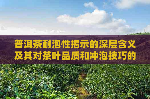 普洱茶耐泡性揭示的深层含义及其对茶叶品质和冲泡技巧的影响