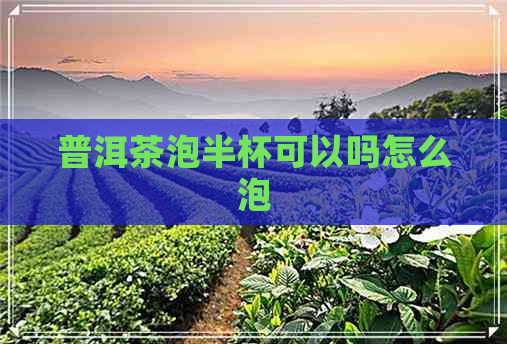 普洱茶泡半杯可以吗怎么泡